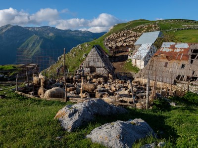 Schaapskudde bij berghutten op een groene berghelling in Bosnië & Herzegovina, met bergpanorama op de achtergrond.
