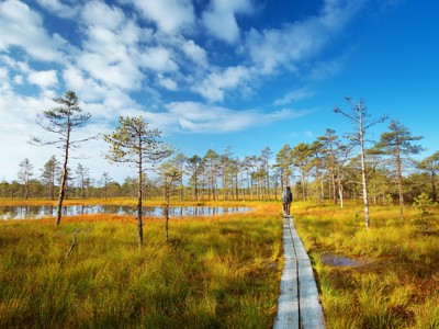 Wandeling over houten vlonderpad door moeraslandschap in de Baltische Staten-route.