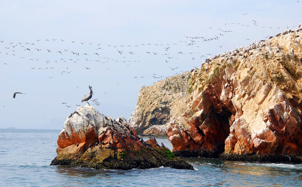 Pelikanen en zeevogels op rotsen bij de Ballestas-eilanden aan de kust van Peru.