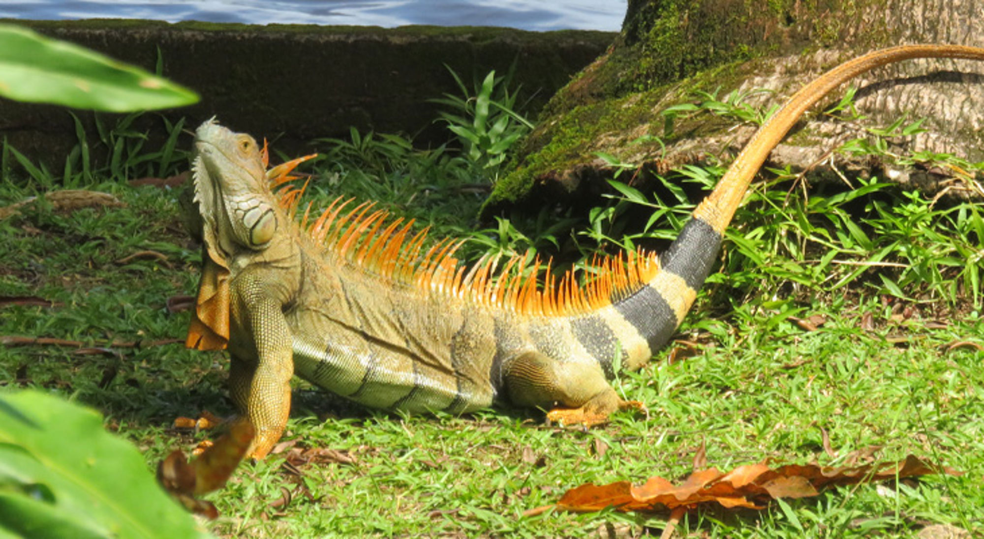Leguaan Tortuguero Groene leguaan met oranje stekels in het gras, bij een boomstronk.