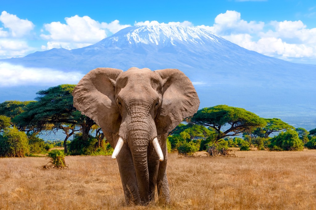 Olifant op de savanne met de Kilimanjaro op de achtergrond tijdens groepsrondreis Kenia en Tanzania Totaal.