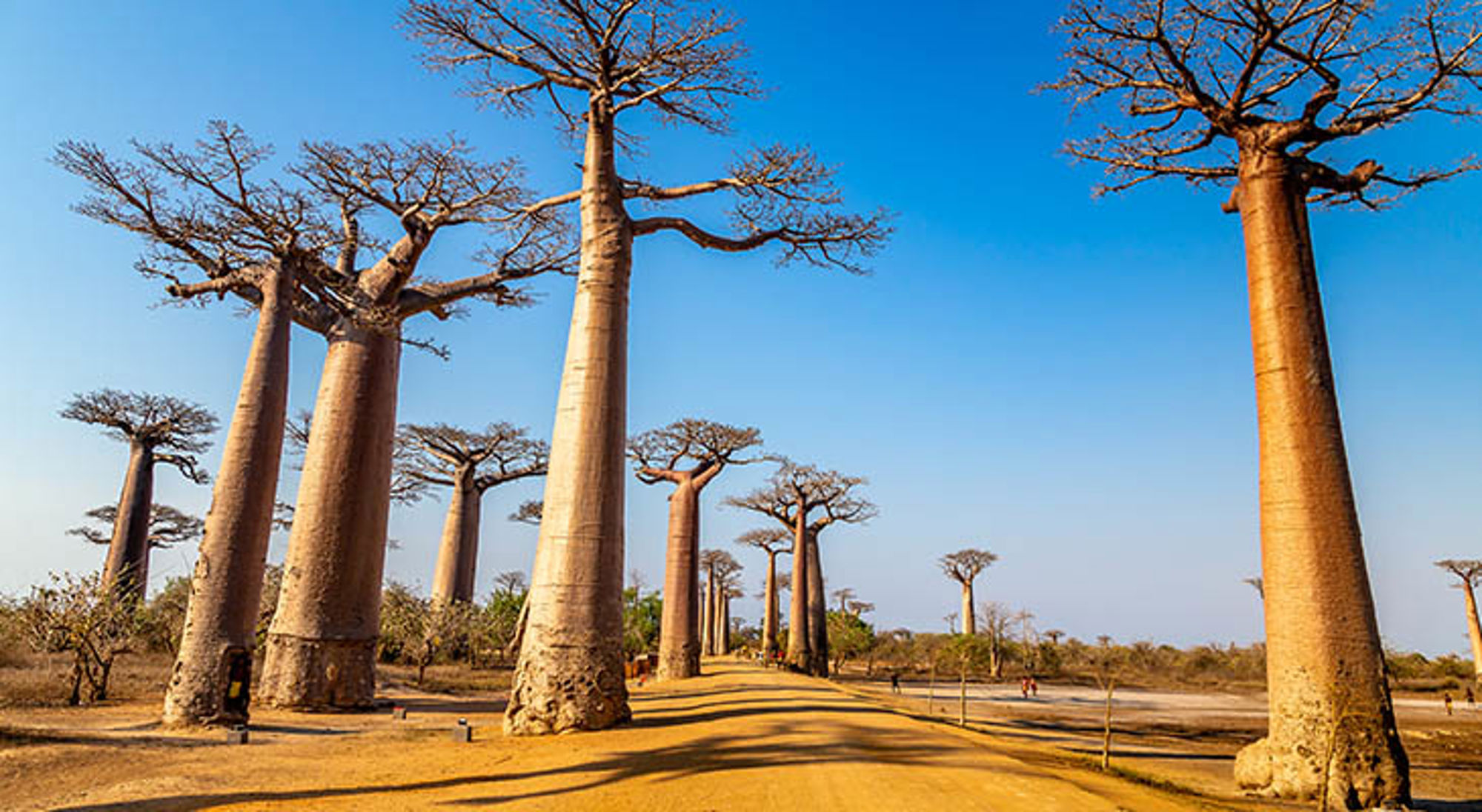 Allée des Baobabs op Madagaskar Baobabbomen langs de Avenue of the Baobabs bij Morondava, Madagascar, onder een heldere blauwe lucht.