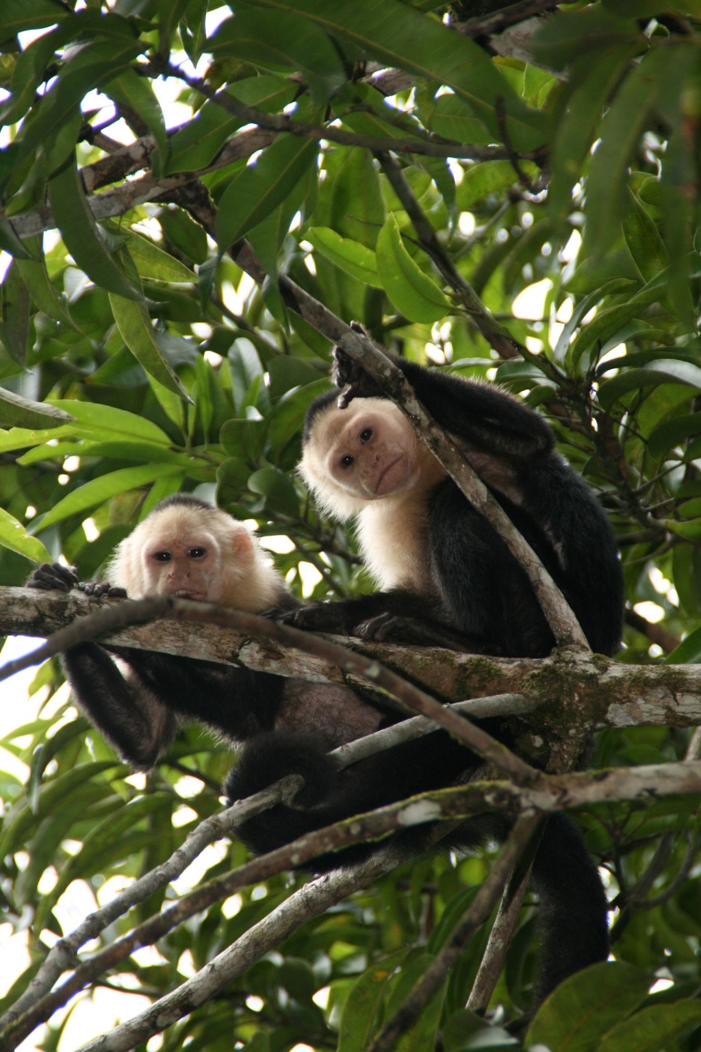 Witgezichtkapucijnapen in een boom in het regenwoud van Costa Rica tijdens groepsrondreis Nicaragua en Costa Rica.