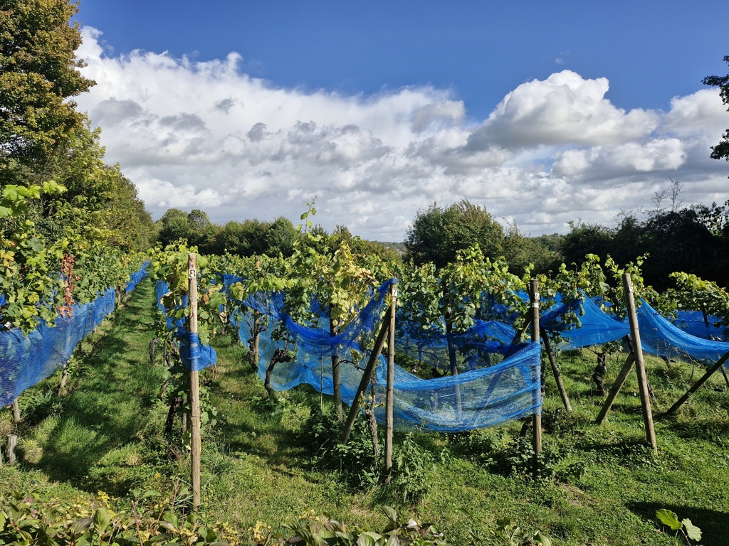 Wijngaard langs de Dutch Mountain Trail met druivenranken en blauwe netten onder een blauwe lucht.
