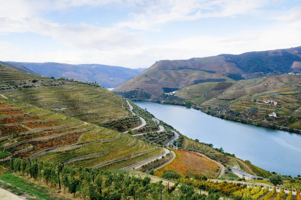 Terrasvormige wijngaarden langs de Douro-rivier in de Douro Vallei, Portugal.