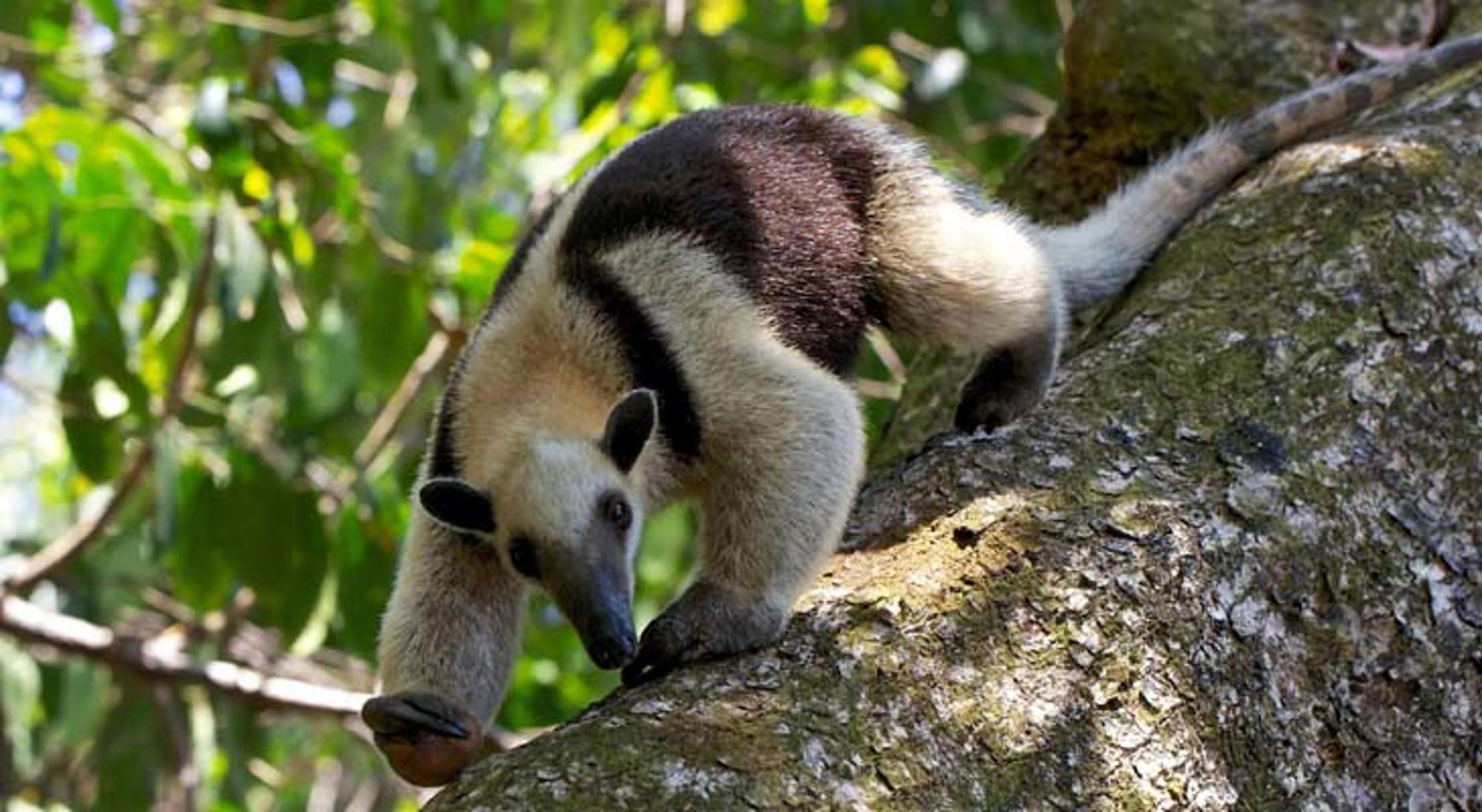 Tamandua Corcovado NP Groene boomkikker op een tak in het regenwoud van Costa Rica.