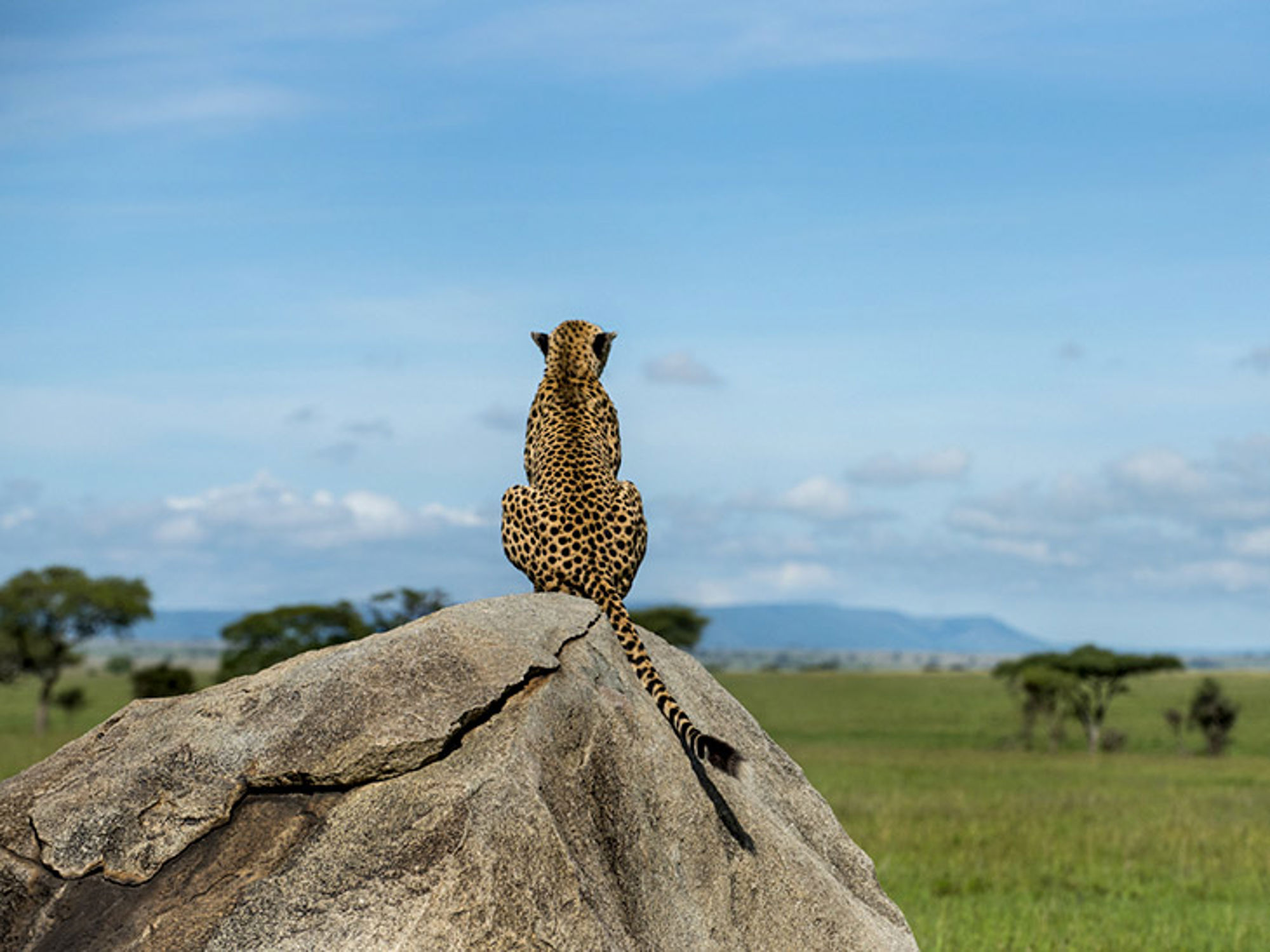 Luipaard in Kenia Luipaard zit op een rots en kijkt uit over de savanne.