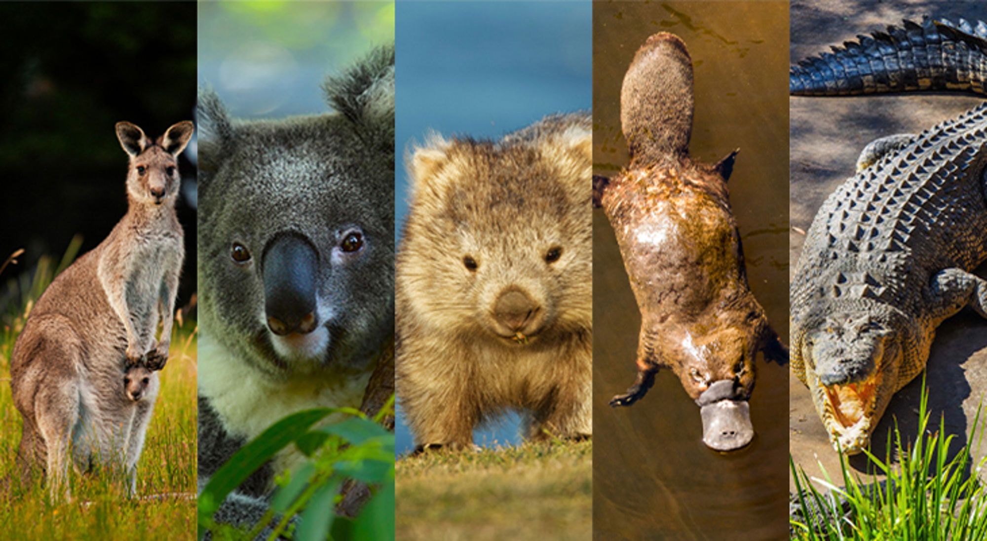 Big Five Australië Australische dieren: kangoeroe, koala, wombat, vogelbekdier en krokodil in een fotocollage.