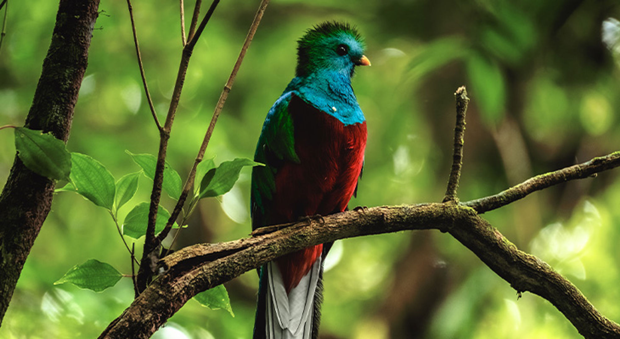 Quetzal Costa Rica Kleurrijke quetzalvogel op een tak in het regenwoud.
