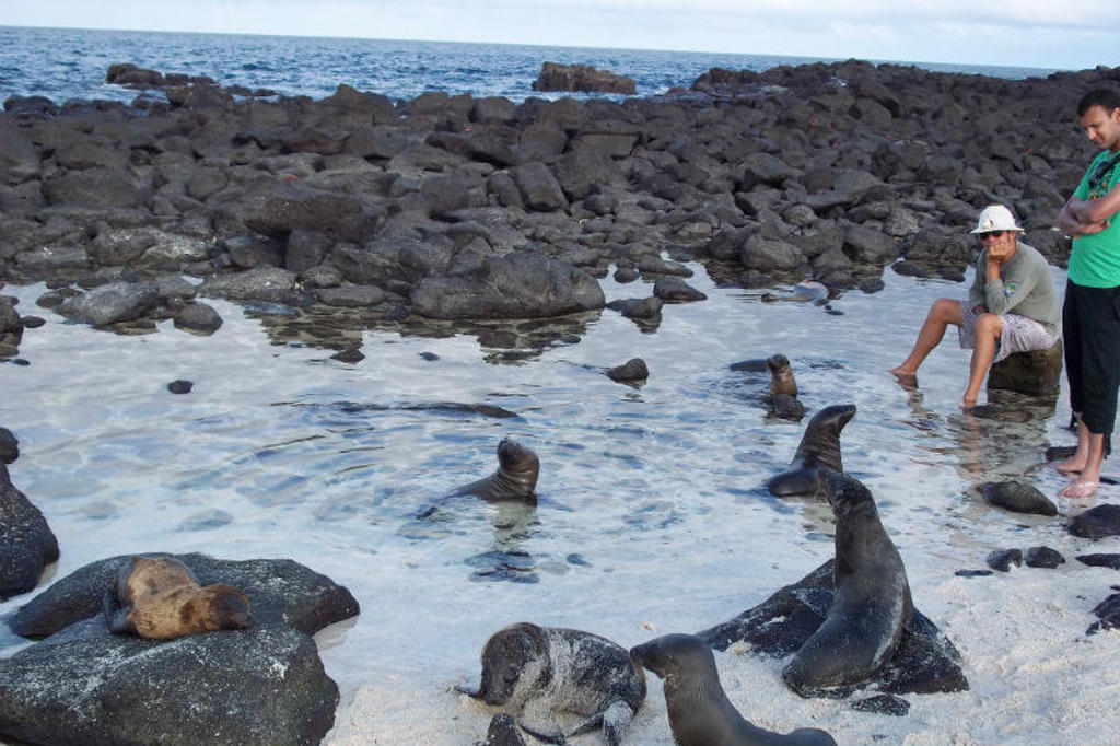 Zeeleeuwen in een rotsachtige baai op de Galapagoseilanden, Ecuador.