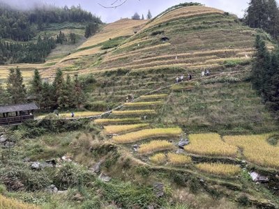 Terrasvormige rijstvelden in de heuvels langs de Route China, met wandelpad en houten brug.