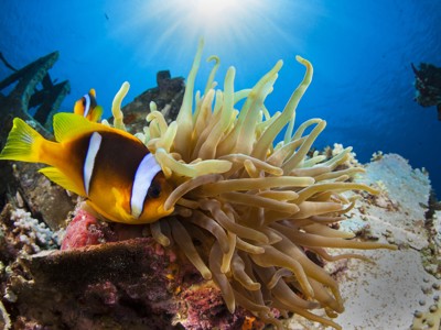 Anemoonvis bij een zeeanemoon in de Rode Zee tijdens de route door Jordanië.