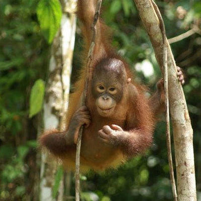 Jonge orang-oetan in het regenwoud van Kalimantan, Indonesië.