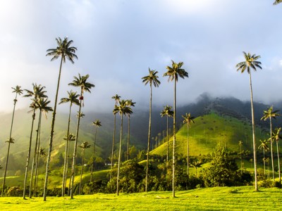 Waspalmen in de Cocora-vallei bij Salento, Colombia, met groene heuvels en mistige bergen.