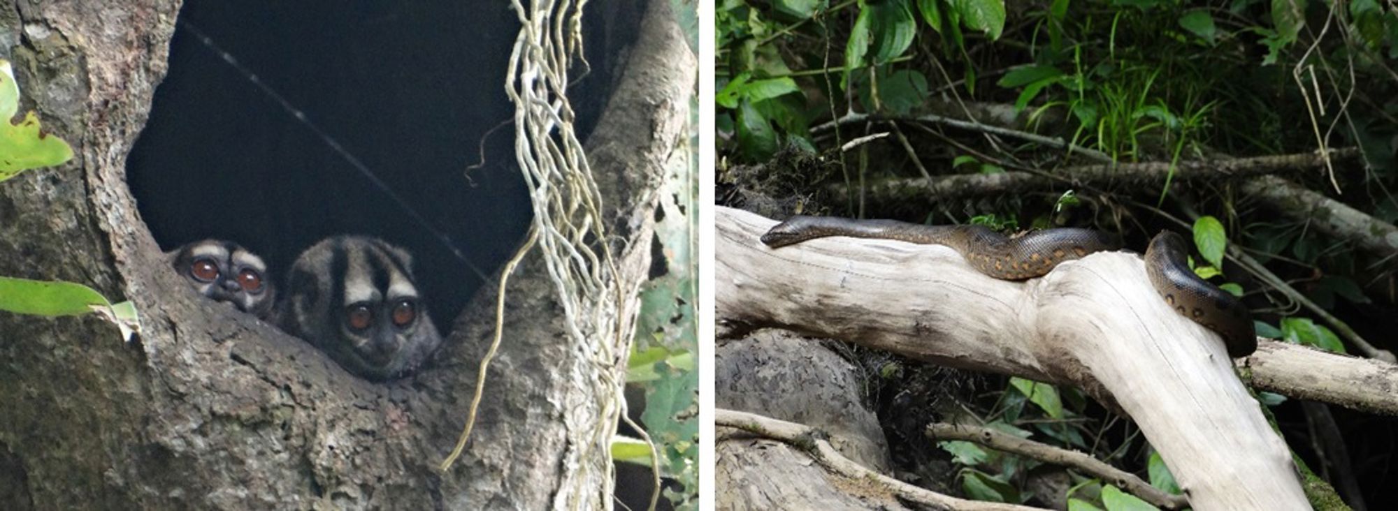 Dieren in Ecuador Nachtapen in een boomholte en een anaconda op een boomstam in het regenwoud.