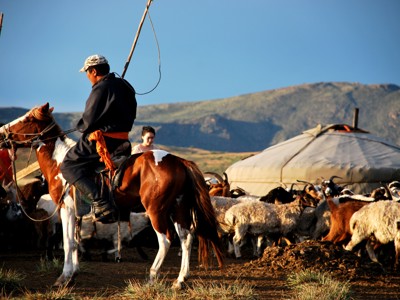Mongoolse herder te paard bij een ger en kudde geiten en schapen tijdens de Naadam festivalreis in Mongolië.
