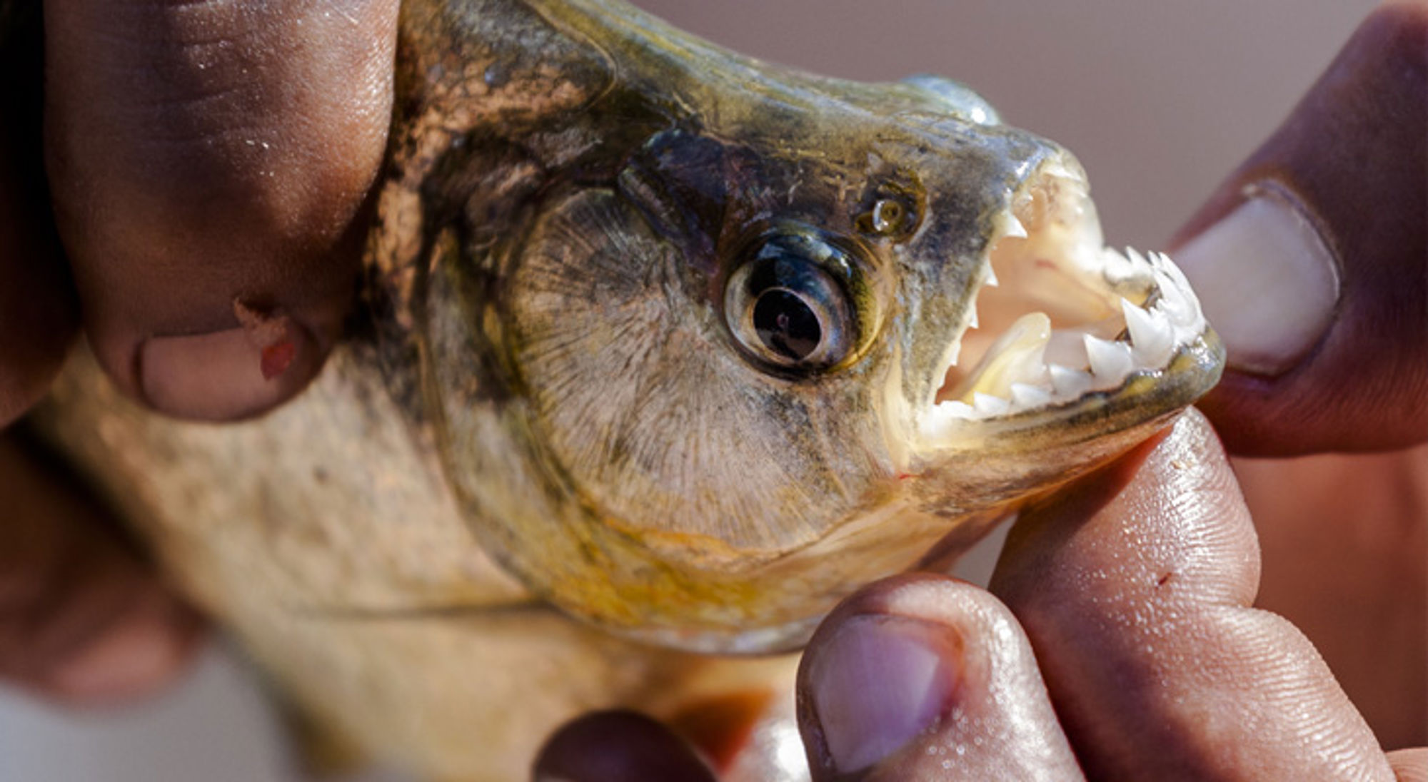 piranha’s tanden Close-up van een piranha met open bek en scherpe tanden, vastgehouden tussen vingers.