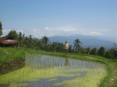 Wandelaar langs rijstterrassen op Bali met palmbomen en bergen op de achtergrond.