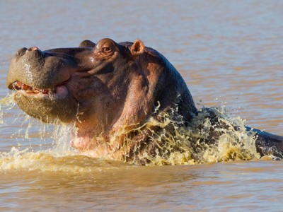 Nijlpaard dat uit het water oprijst en spat in Zuid-Afrika.