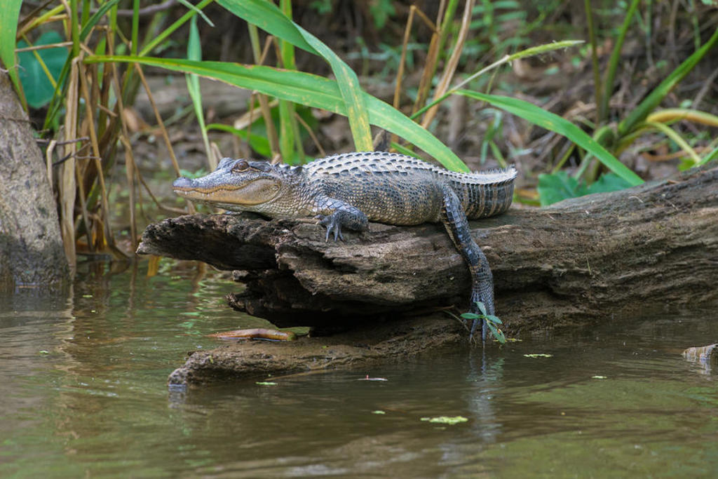 Alligator op een boomstam langs het water in de moerassen van het Zuiden van de Verenigde Staten.