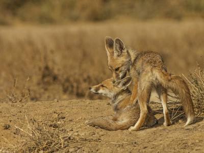 Twee Indiase vossen in de woestijn van Rajasthan tijdens de Route Rajasthan & Gujarat, 20 dagen.