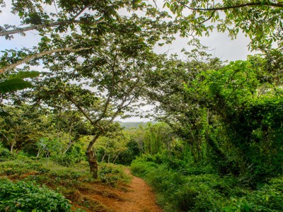Wandelpad door weelderig groen in Cuba tijdens de rondreis hoogtepunten 17 dagen.