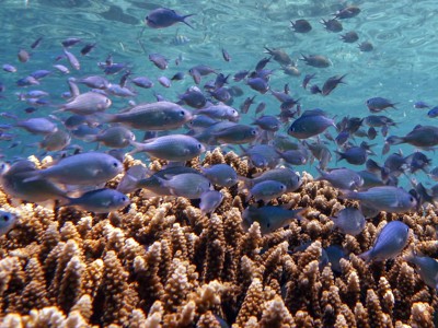 School tropische vissen boven koraalrif bij snorkelexcursie Pulau Menjangan, Bali.