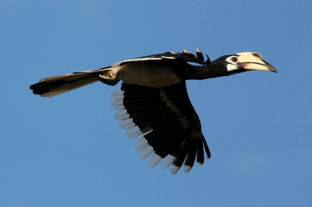 Neushoornvogel in vlucht boven de jungle van Maleisisch Borneo.