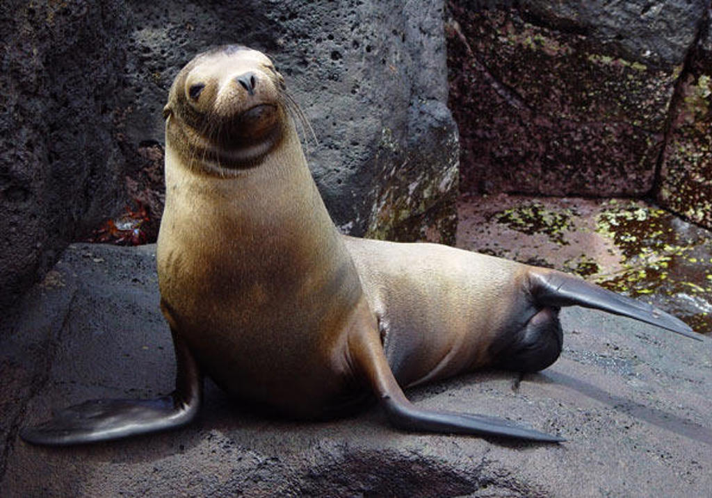 Zeeleeuw op rotsen tijdens groepsrondreis Galapagoseilanden.