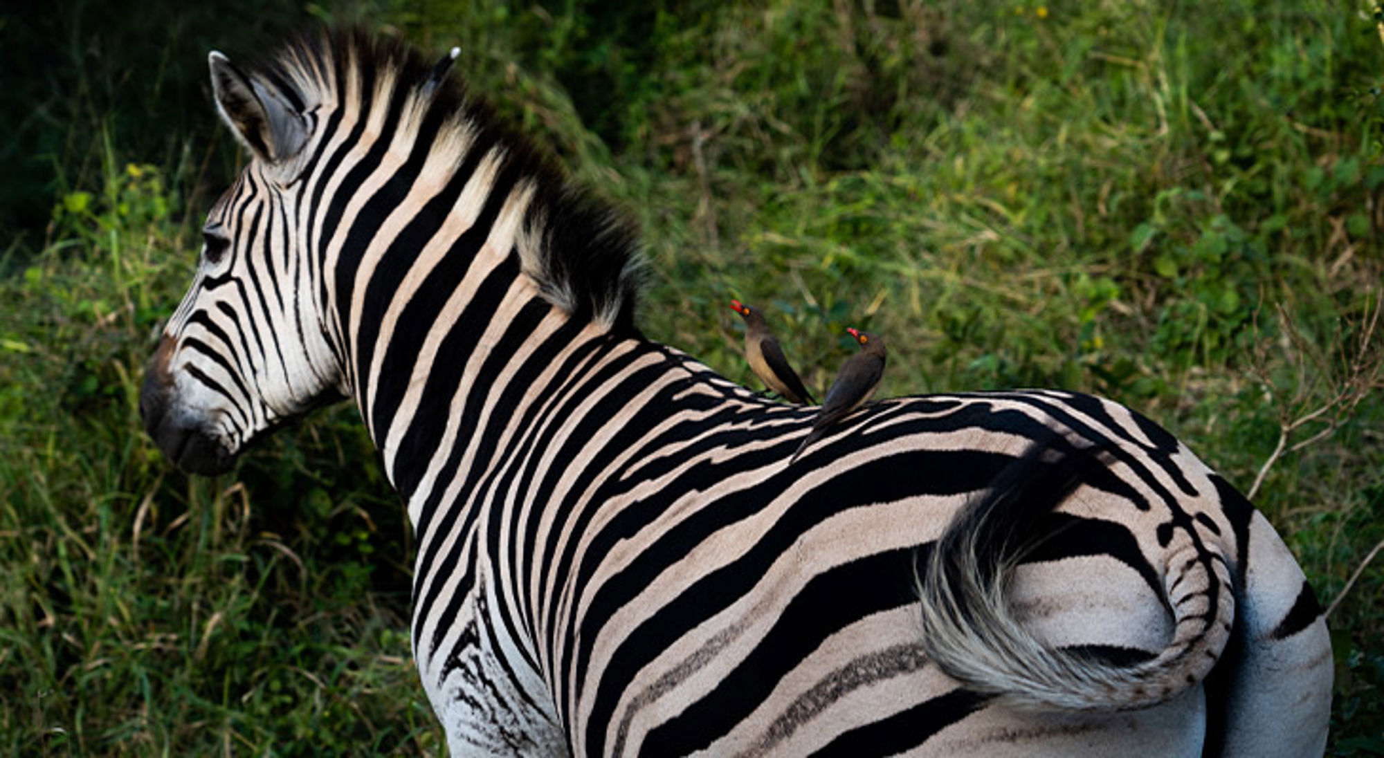 Zebra in Zuid-Afrika Zebra met twee ossenpikkers op de rug in groen landschap.