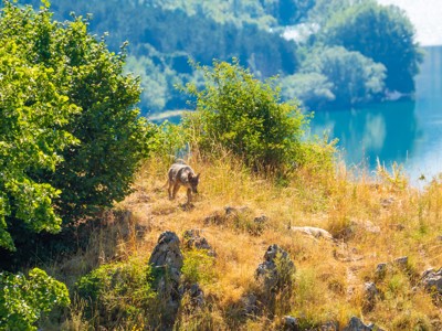 Wolf in de Centrale Apennijnen bij een bergmeer, gezien tijdens de wandelroute.