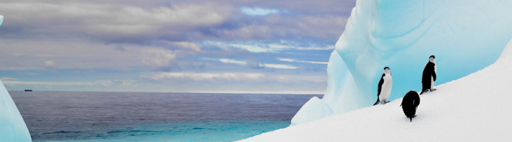 Pinguïns op een ijsberg in Antarctica, met blauwe ijswand en zee op de achtergrond.