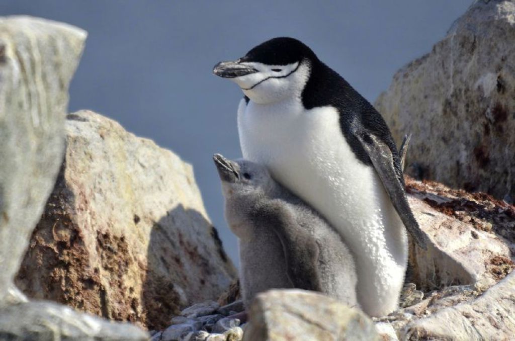 Kinbandpinguïn met kuiken tussen rotsen in Antarctica tijdens een groepsrondreis.
