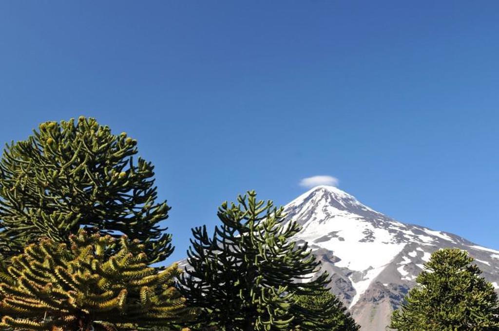 Sneeuwbedekte vulkaan in Patagonië met araucariabomen op de voorgrond onder een strakblauwe lucht.