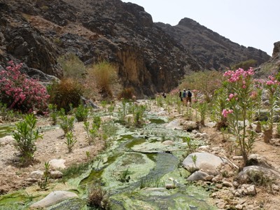 Wandelaars in een Jordaanse wadi met beekje, rotsen en roze bloemen tijdens Route Jordanië.