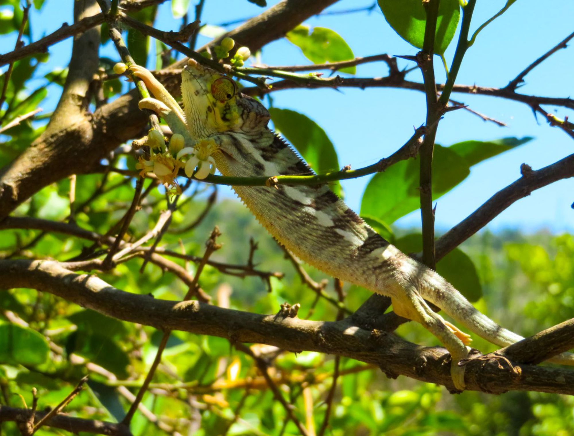 Kameleon op een tak tussen groene bladeren in Madagascar.
