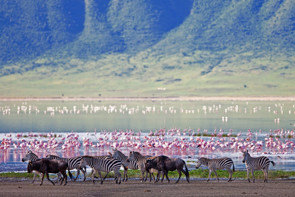 Zebra’s en gnoes bij een meer met flamingo’s tijdens familiereis Kenia en Tanzania.