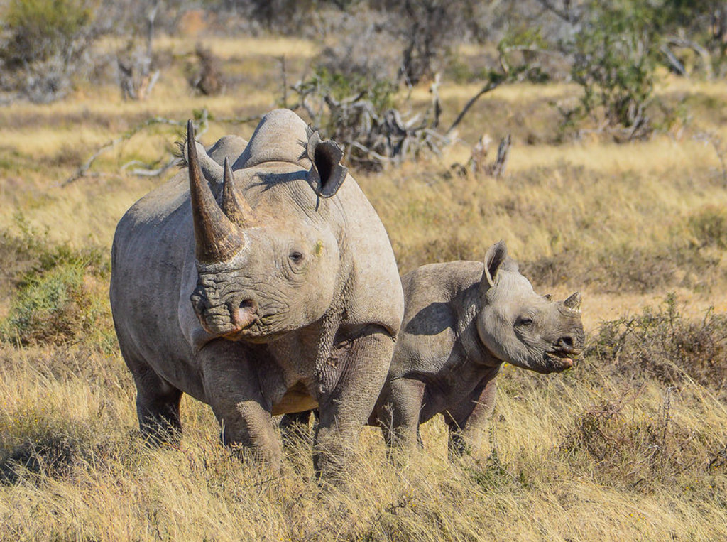 Witte neushoorn met jong in savanne tijdens groepsrondreis Noordelijk Zuid-Afrika en eSwatini.