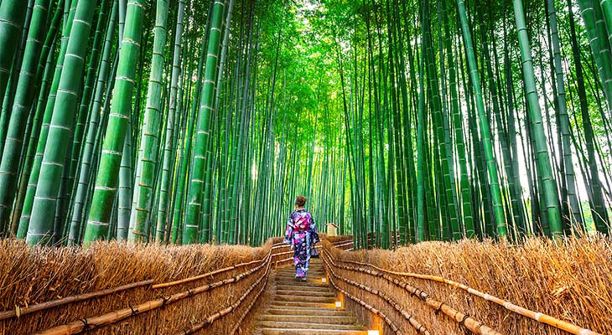 Bamboo Forest Vrouw in kimono op pad door het bamboebos van Arashiyama in Kyoto, Japan.