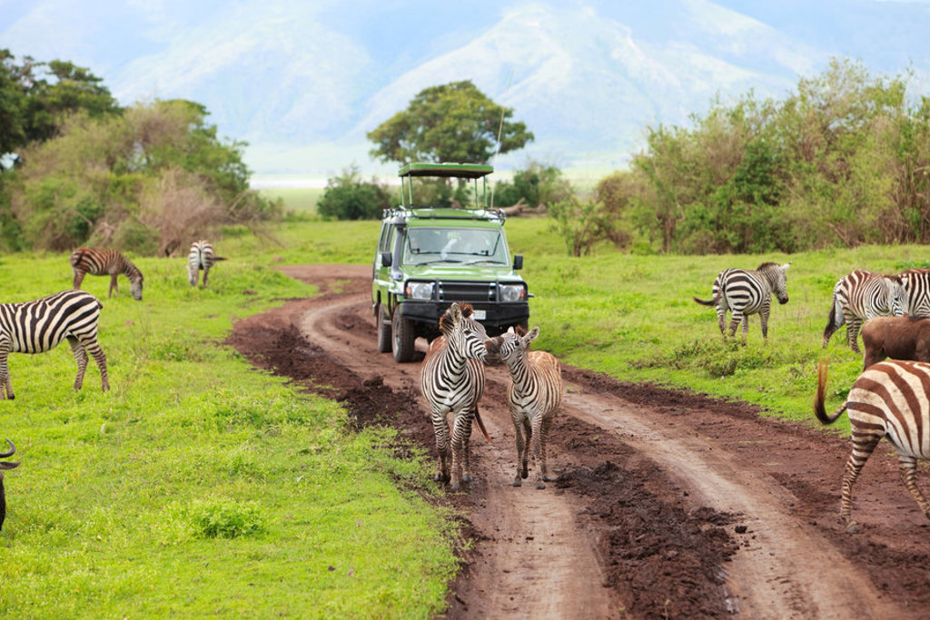 Safari-jeep tussen zebra’s op een modderpad tijdens 22-35ers reis Kenia & Tanzania.