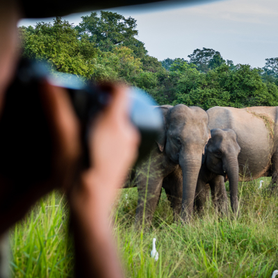 Jeep safari in Yala National Park met olifanten in het grasland.