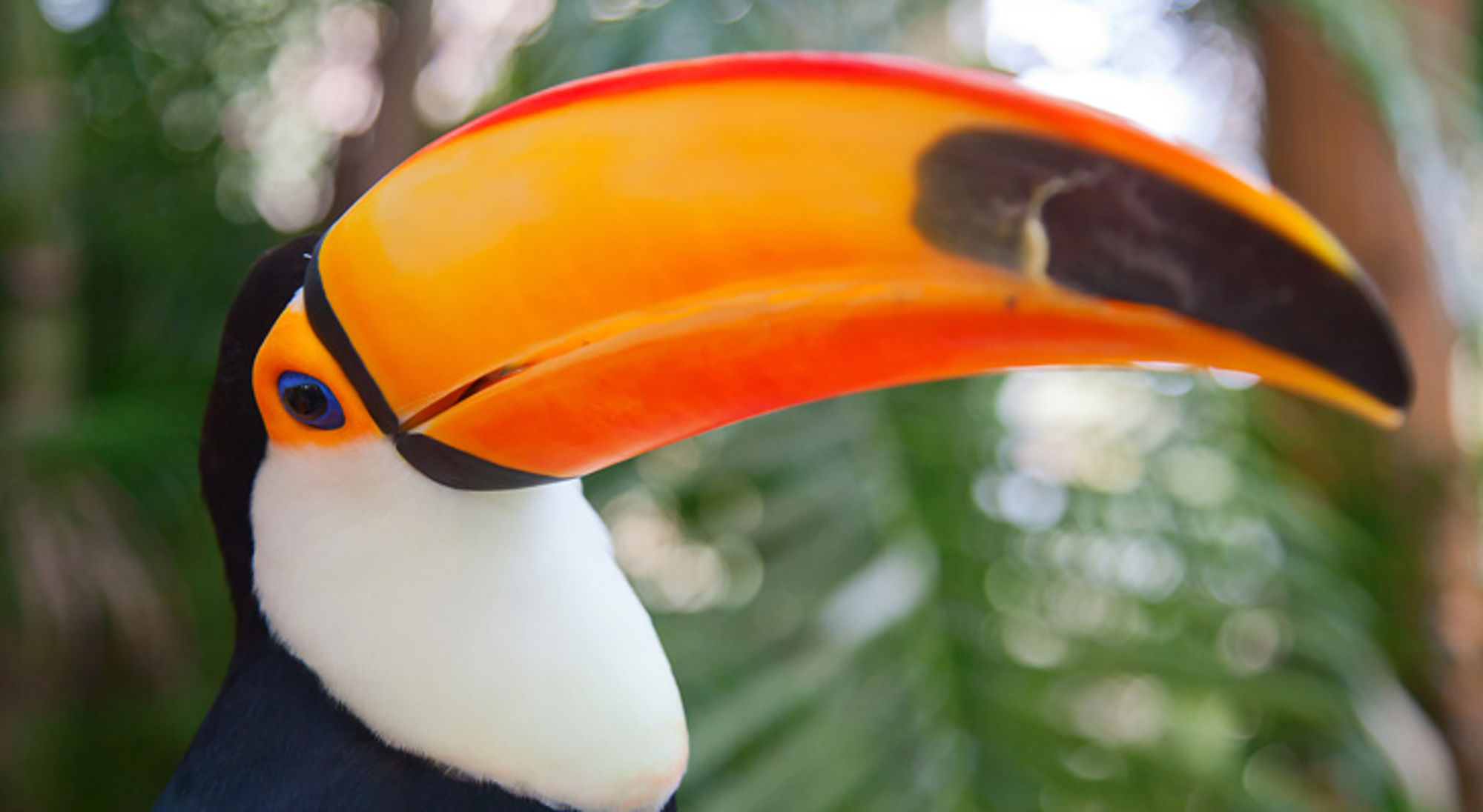 prachtige vogel uit de amazone Close-up van een toekan met feloranje snavel tegen een groene, onscherpe achtergrond.