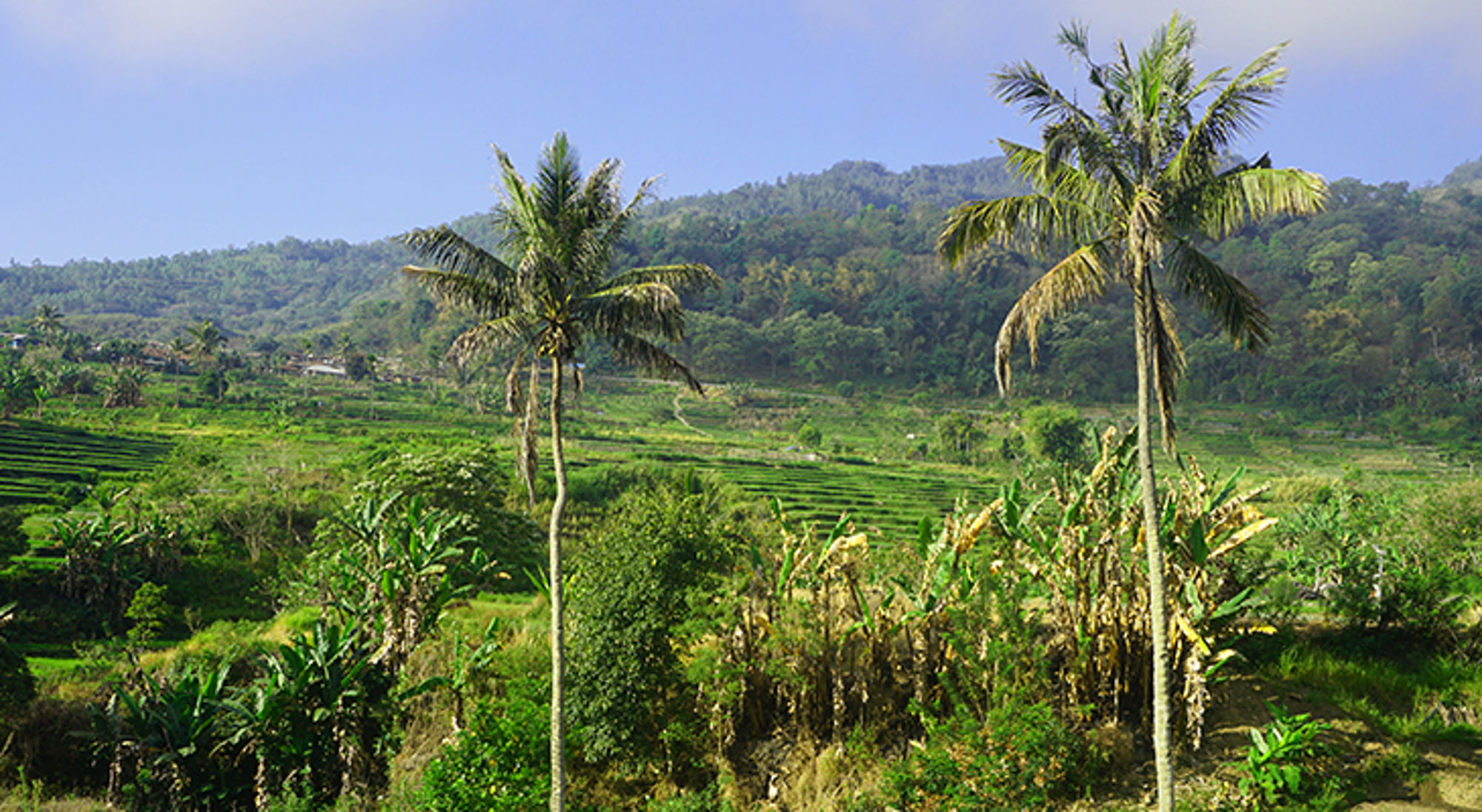 uitzicht groene heuvels - flores eiland Groene rijstterrassen met palmbomen en heuvels op de achtergrond in Indonesië.
