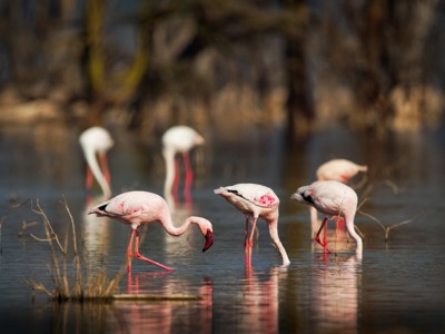 Flamingo’s foerageren in ondiep water tijdens de route Kenia, Tanzania en Zanzibar.