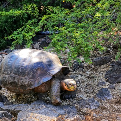 Reuzenschildpad op de Galapagos-eilanden tussen lavastenen en groen struikgewas.