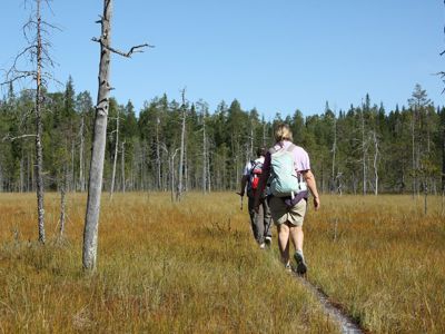 Wandelaars met rugzak lopen over een smal pad door een moeraslandschap in Lapland.