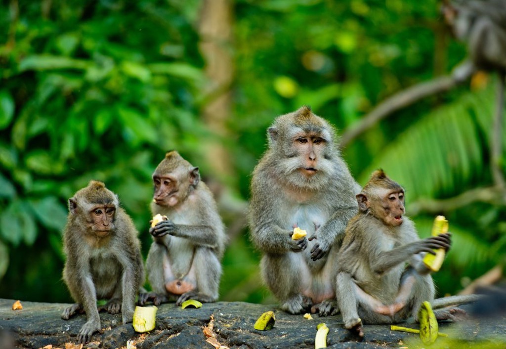 Makaken eten banaan in het regenwoud op Bali tijdens groepsrondreis Java, Bali en Lombok.
