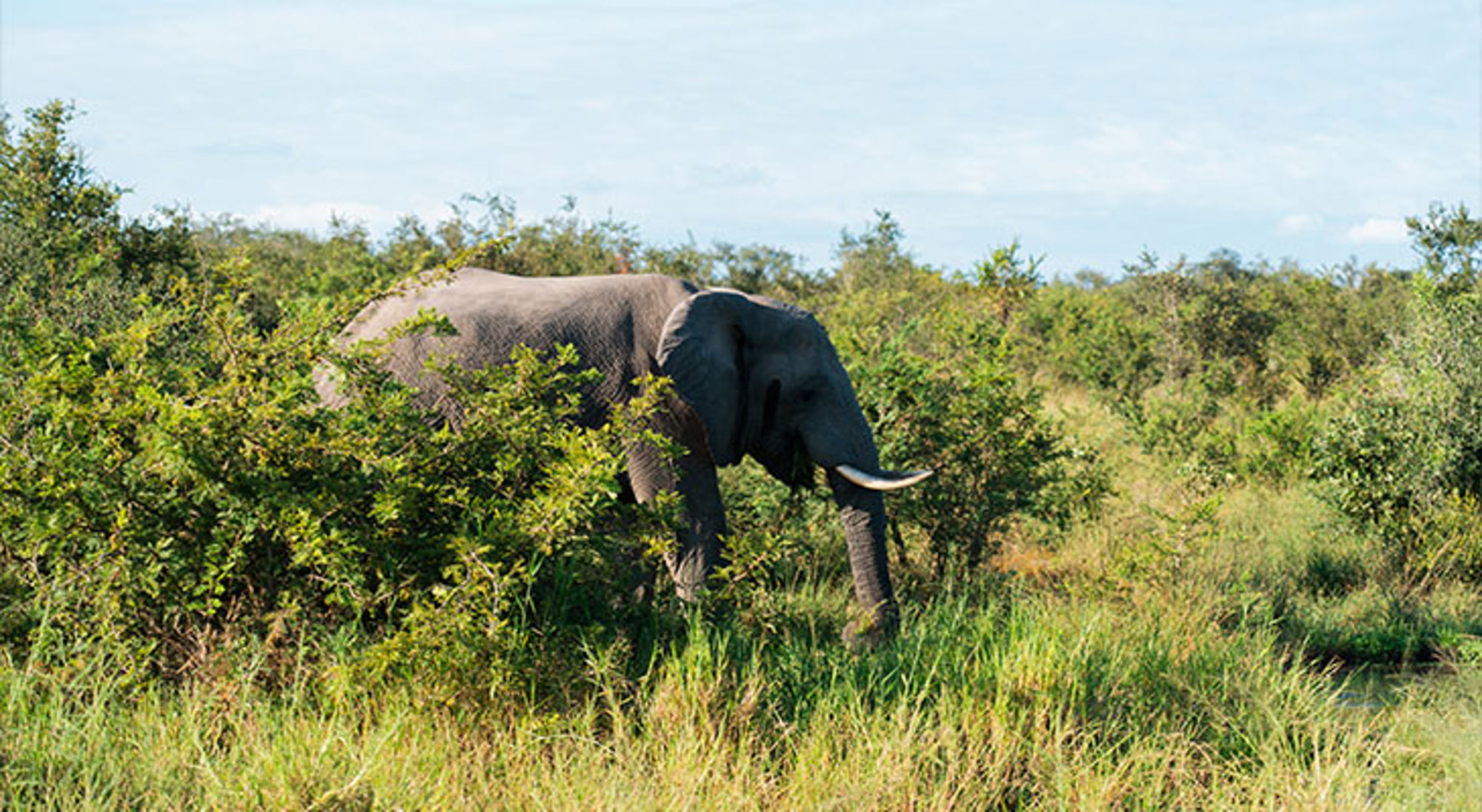 Olifant in Zuid-Afrika Olifant tussen struiken in de savanne tijdens safari.