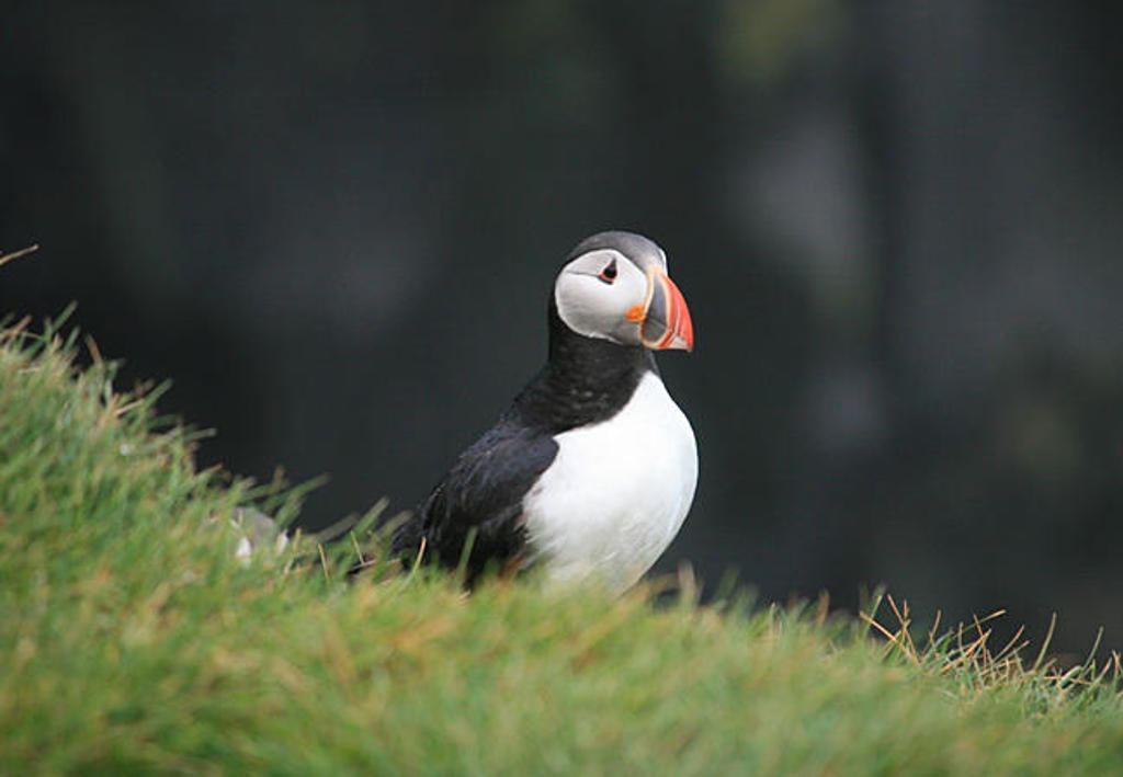 Papegaaiduiker op een grashelling aan de IJslandse kust tijdens een familiereis IJsland.