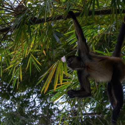 Zwarte slingeraap in de boomtoppen van het regenwoud in Guatemala tijdens een familiereis.